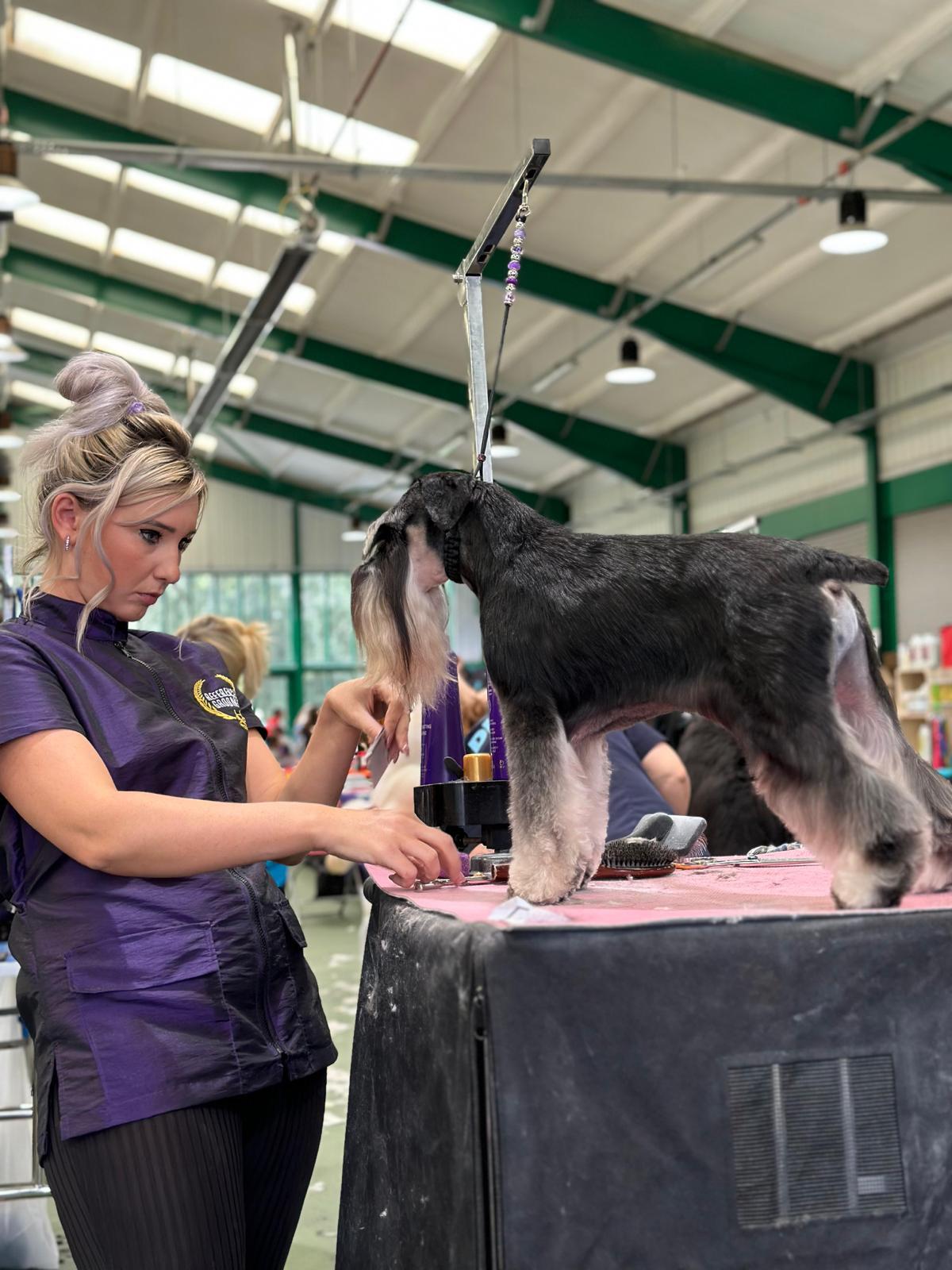 Tiff scissoring a miniature schnauzer on the table at a competition