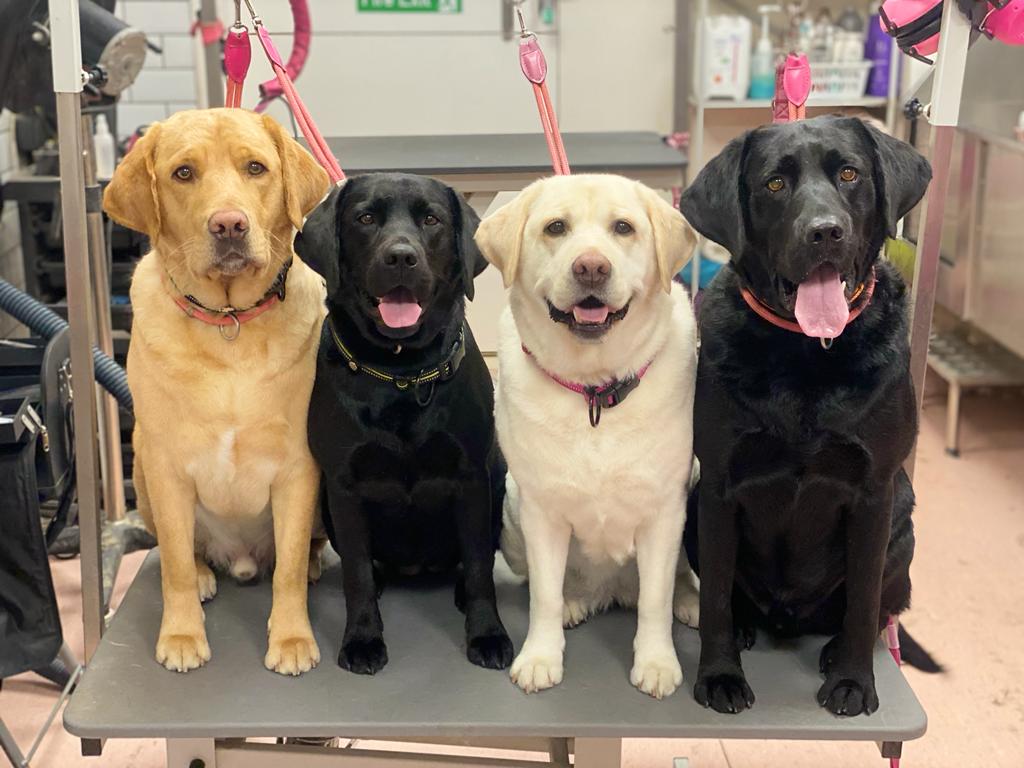 Four Labradors sitting in a row on the grooming table