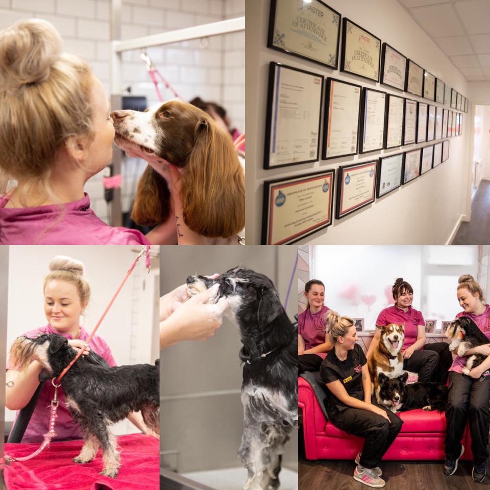 A collage of the team, the certificate wall and dogs in the salon