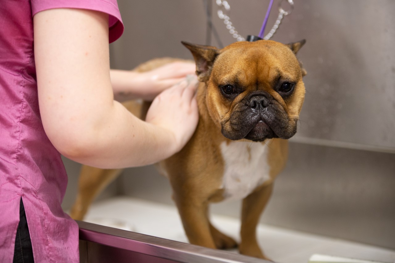 A French bulldog being groomed on the table
