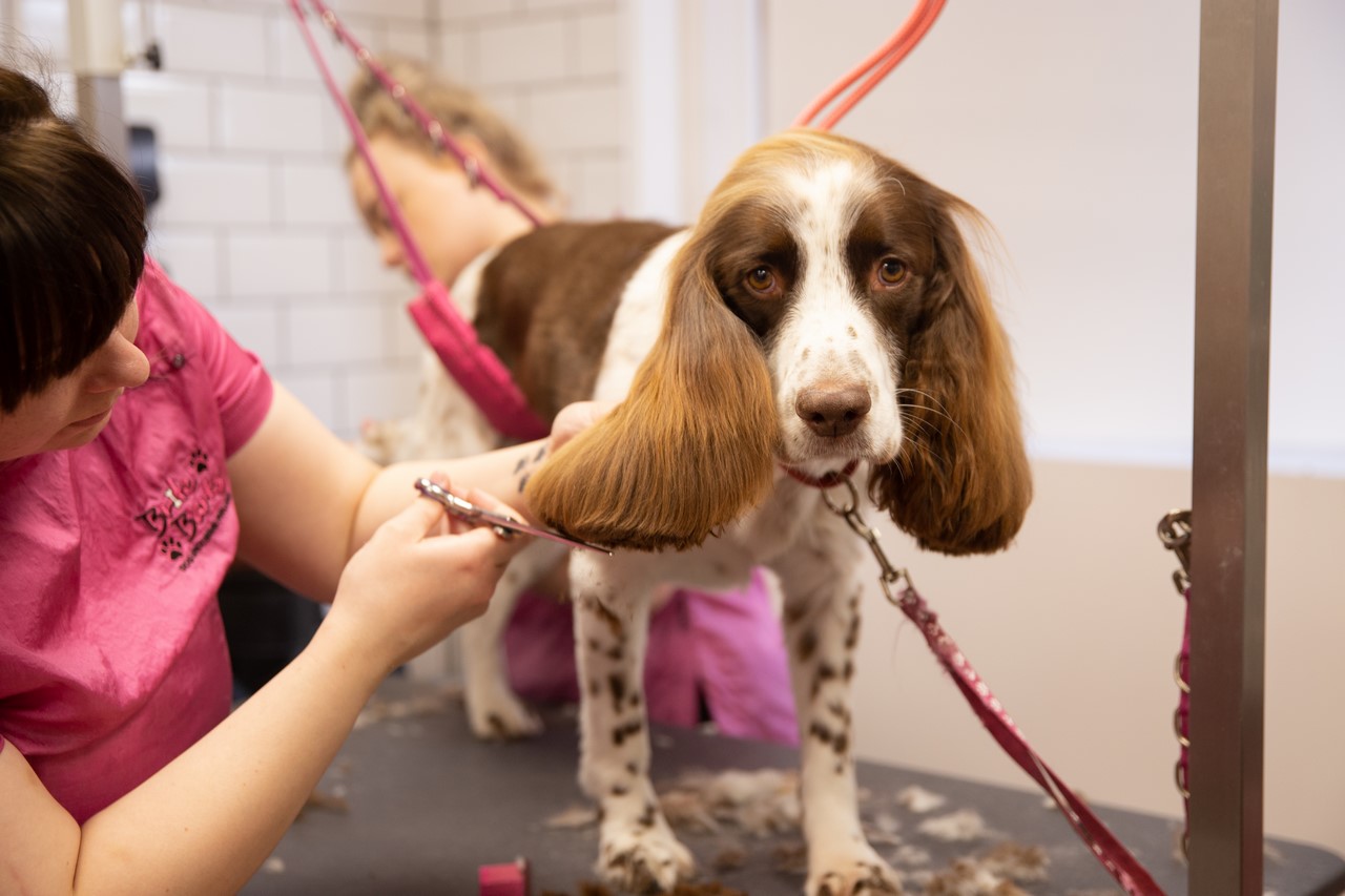 A springer spaniel's long ears being brushed out
