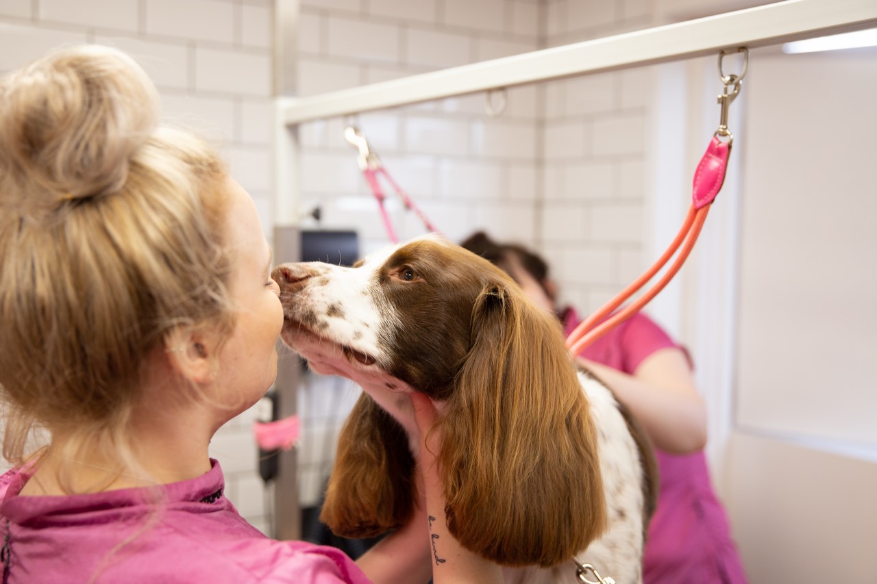 A groomer giving a spaniel a kiss