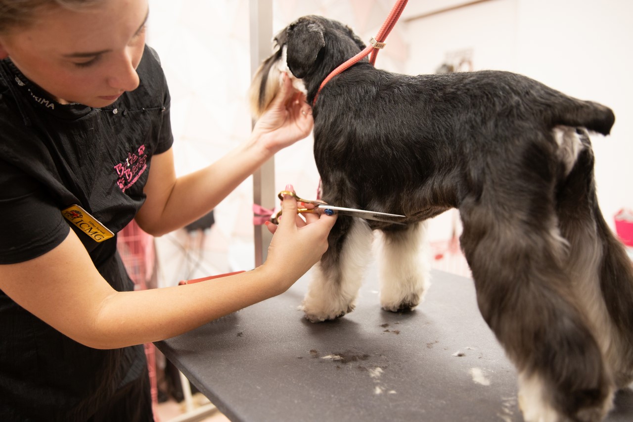 Scissoring a black schnauzer on the table