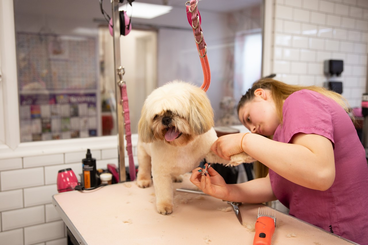 A groomer carefully trimming a Shih Tzu's face