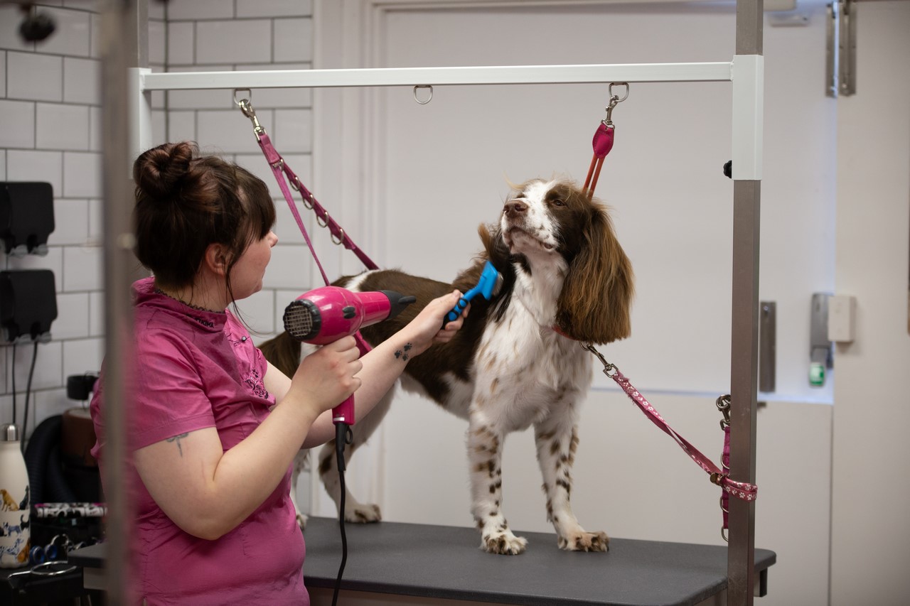 A springer spaniel being blow dried on the table