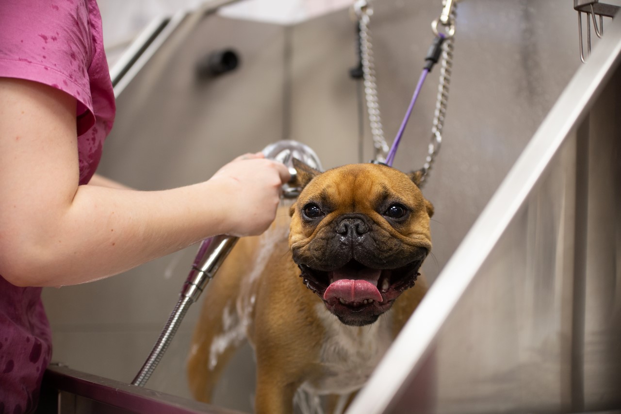 A French bulldog enjoying the bath