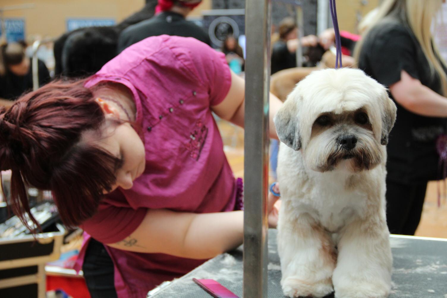 A groomer finishing a white Shih Tzu at a competition