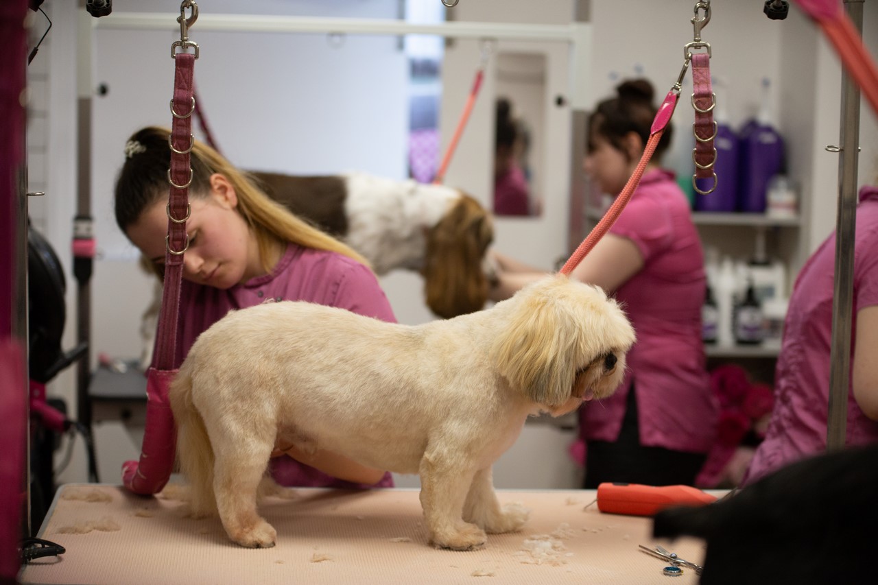 A groomer working on a Shih Tzu with the team busy behind
