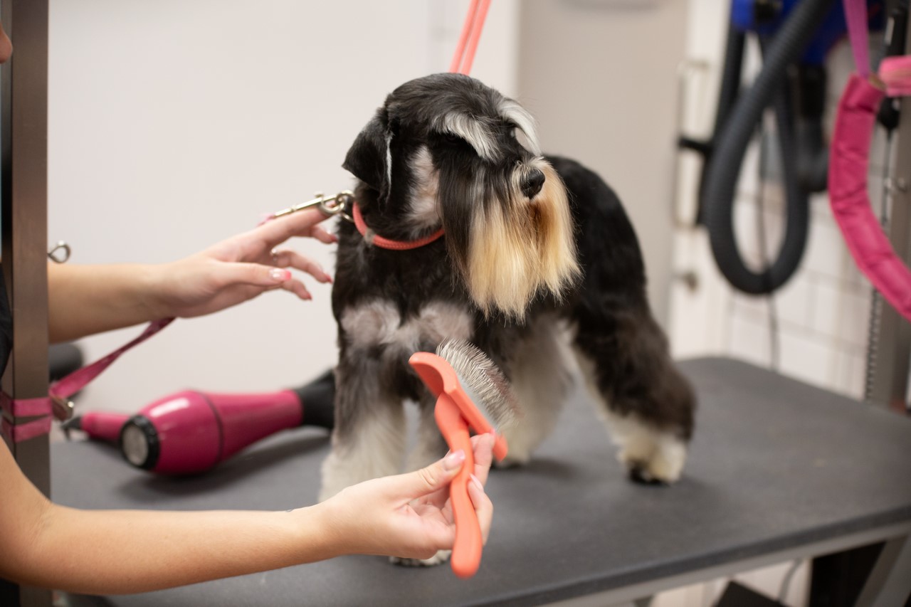 A schnauzer being dried and brushed