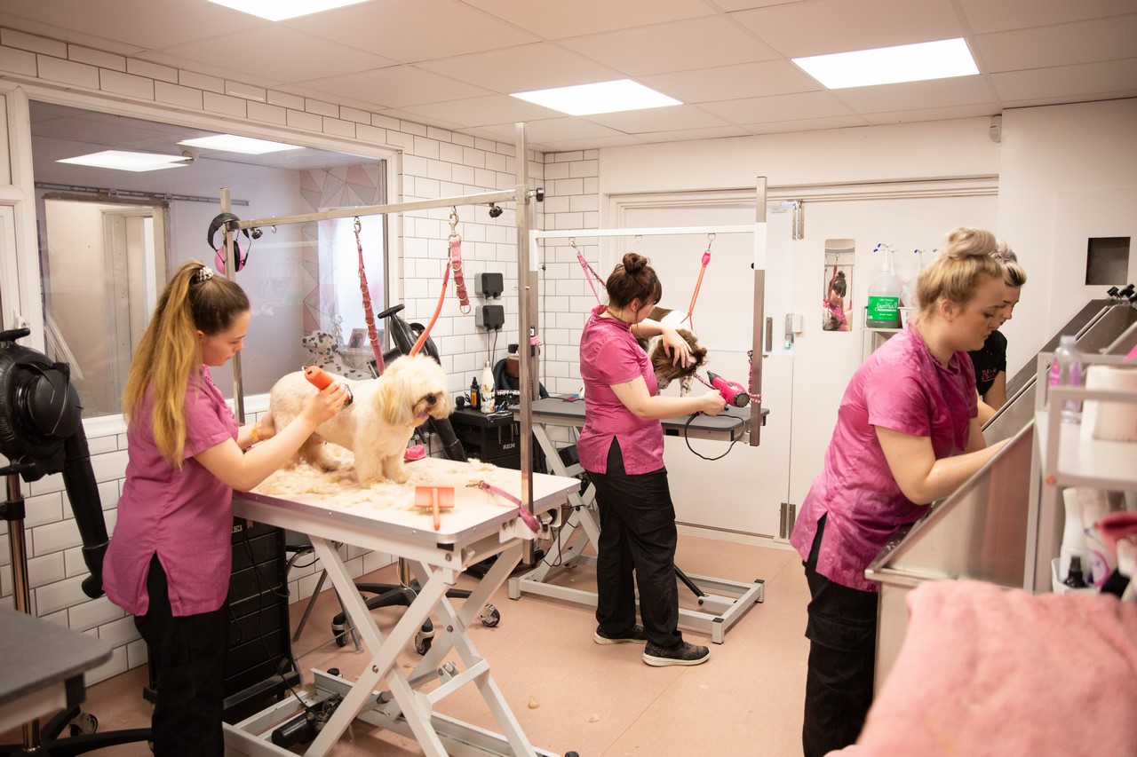 Three groomers in pink tunics at work in the salon