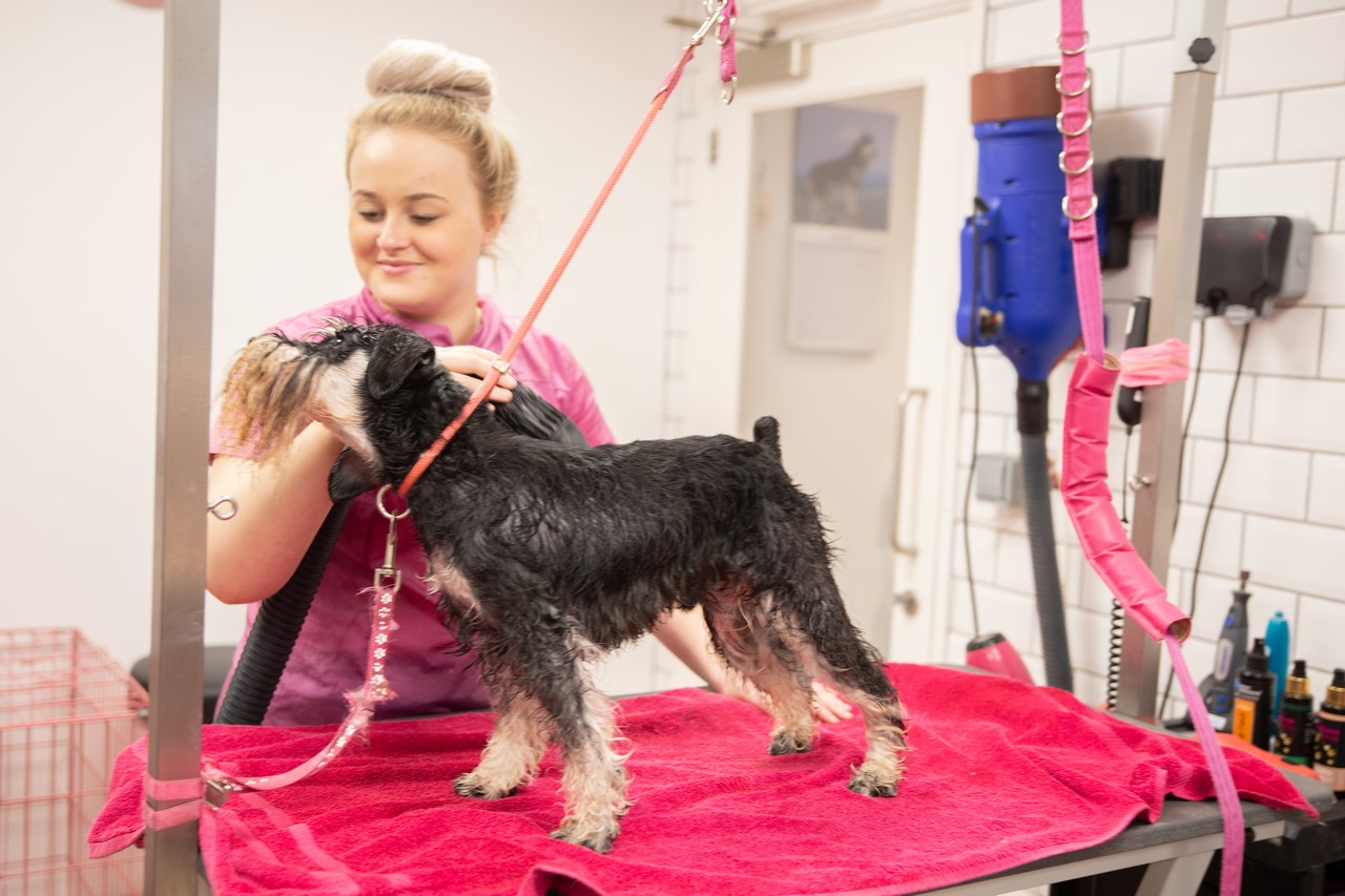 A groomer smiling with a schnauzer on a pink towel