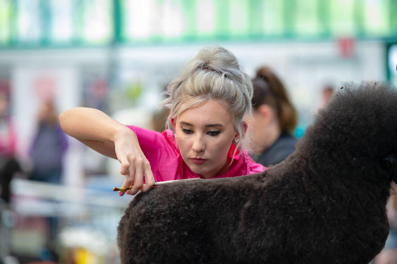 Tiff scissoring a black poodle's coat at a show
