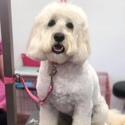 A fluffy white doodle after a groom